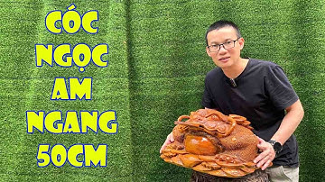 Cụ cóc ngang 50cm gỗ ngọc am. Hàng đẹp cân đối, phù hợp với người dùng