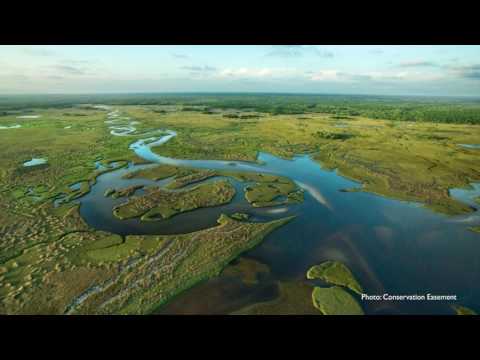 Restoring Southern Wetland Forests