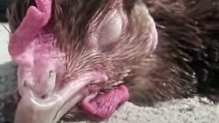 Animal Hypnosis And Trances Bbc Studios