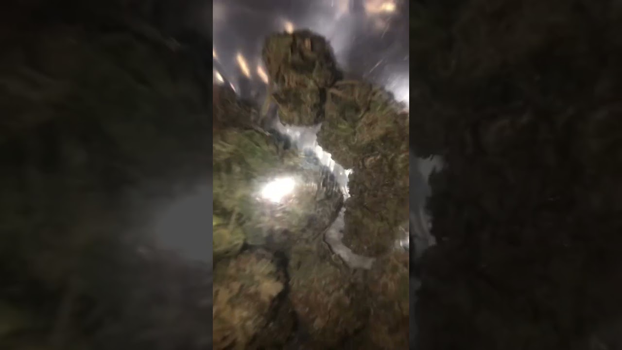 60$ ounce of blue dream from cannabismo