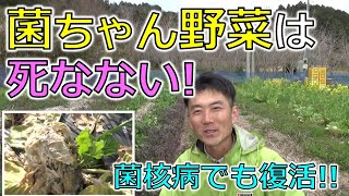 Bacteria-chan vegetables will not die! They will recover even if they are infected with stem rot!