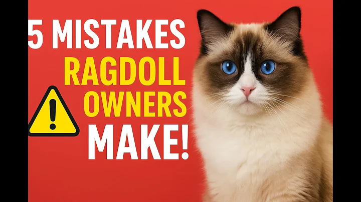 5 Things You Should Never Do With a Ragdoll Cat