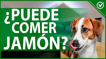 ¿Por qué los perros no pueden comer jamón o beicon?