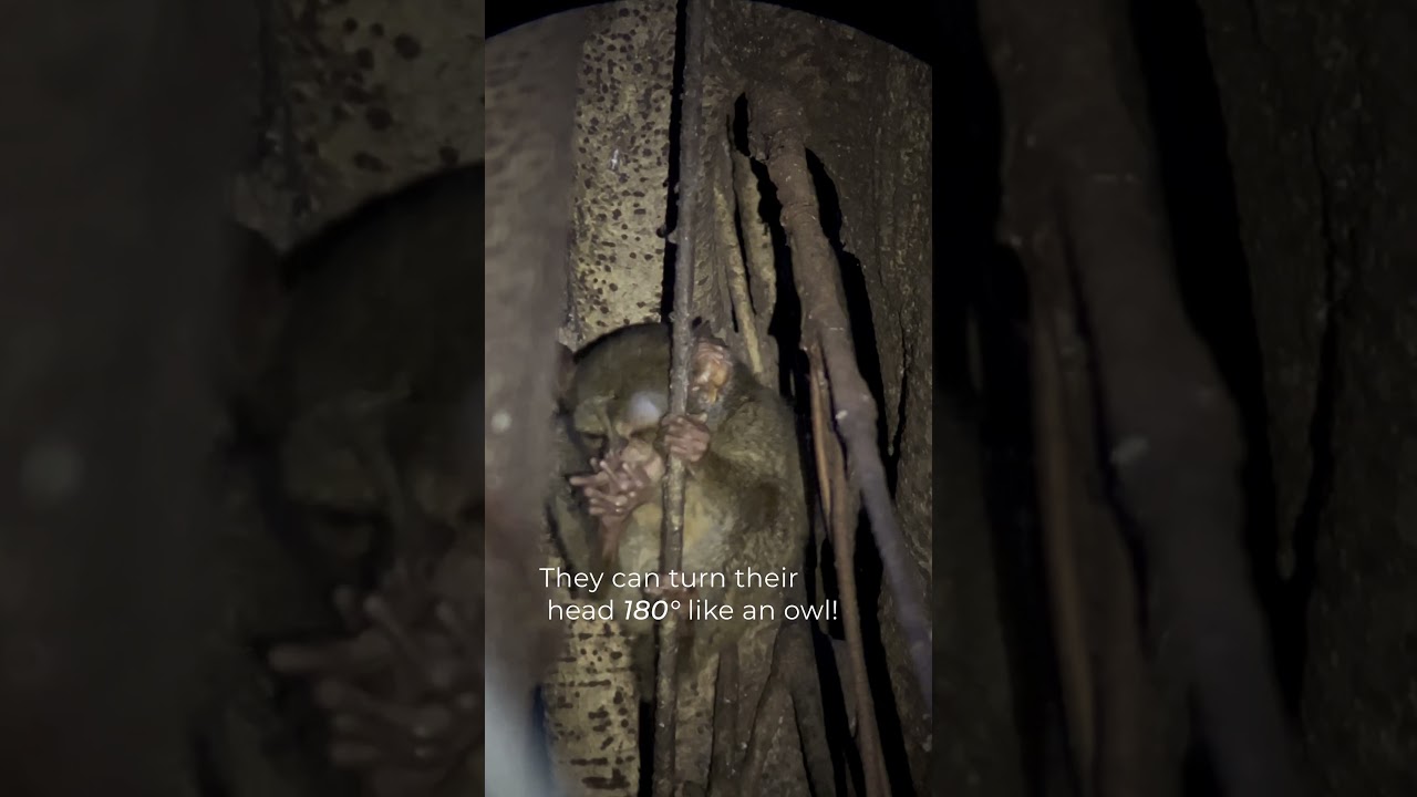 Meet The World's Tiniest Primate with HUGE Eyes! 👀