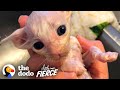 Tiny Sick Kitten Grows Up To Be Huge And Fluffy | The Dodo Little But Fierce