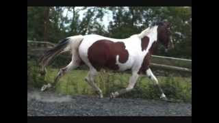 Liadien Loose Schooling