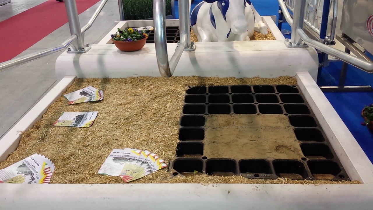 Fiera bovina cremona 2016. Osservazioni prima del 2017