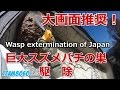 巨大キイロスズメバチの巣駆除 高島市 Massive Hornet Nest Removal In Japan