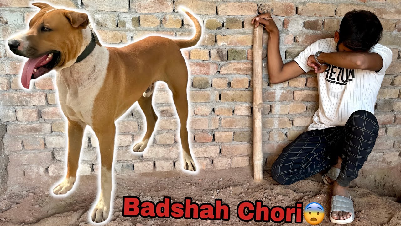 Bully Dog Badshah Chori Ho Gya