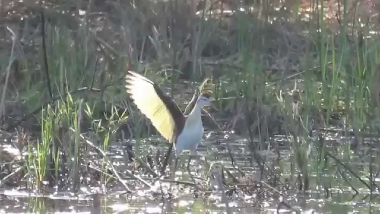 Northern Jaçana (Jacana spinosa) (juvenile) Displaying Wings, Feeding