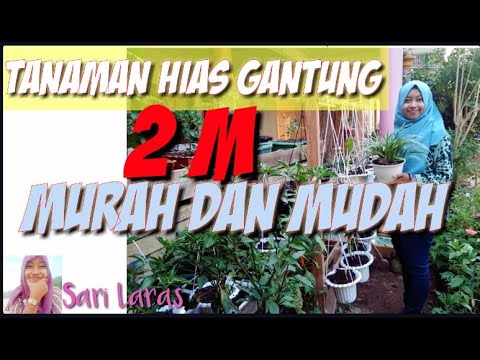 TANAMAN HIAS GANTUNG MURAH DAN MUDAH DITANAM || SARILARAS - YouTube