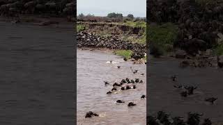 Wildebeest River Crossing During Great Migration Between Tanzania and Kenya