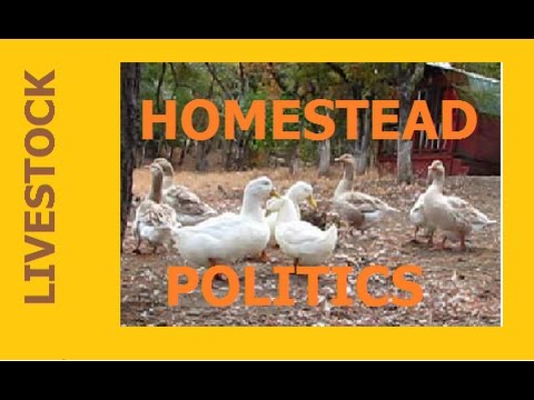 LIVESTOCK - Homestead Politics