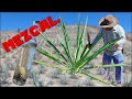 Cómo se hace el MEZCAL? conoce el proceso artesanal.