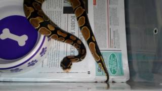 Ball Python Collection Update Profile