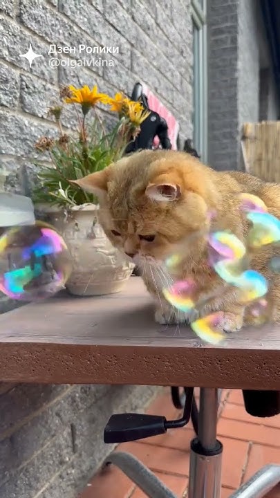 Как я провел свой день рождения #cat #безкотаижизньнета #смешныекоты # ...