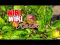 Wiri Wiri Guyana Pepper Wiri Wiri Guyana Pepper