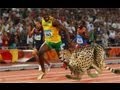 Usain Bolt Races Cheetah on Track - AMAZING