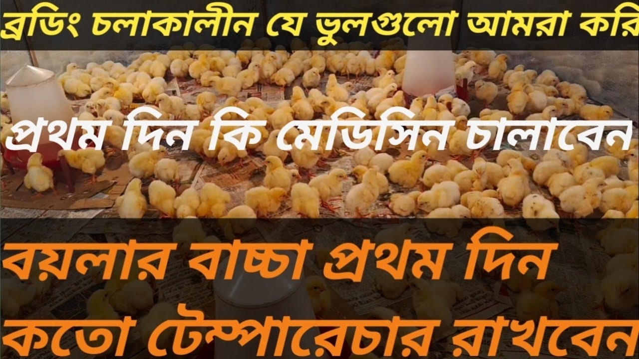 মুরগির বোডিং ভিডিও। বয়লার মুরগি প্রথম দিন কি মেডিসিন চালাবো। বয়লার মুরগির টেম্পারেচার।
