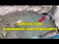cek spot ikan lempon atau mahseer disungai