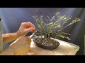 Giving My 2nd Year Seiju Elm Cuttings Their First Styling. 8-Jul-2025