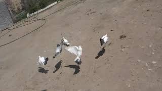 Takla Show Qara Quyruq