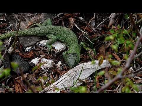 Lacerta trilineata major