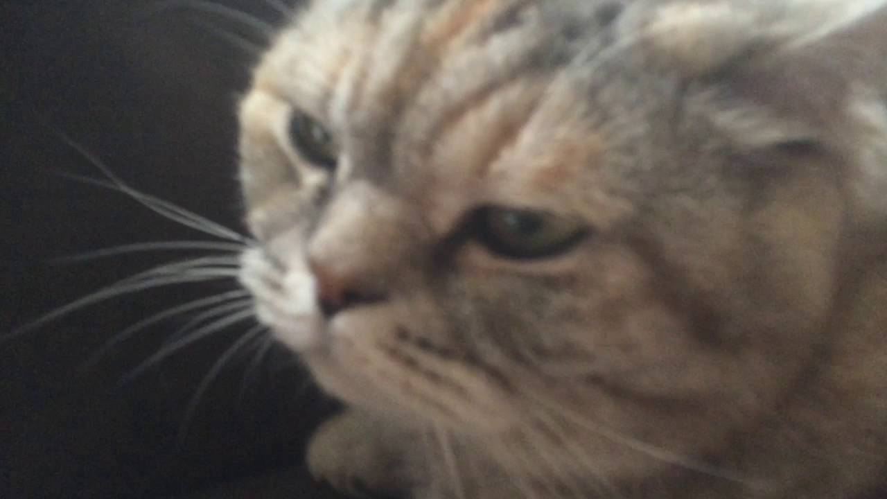 Аиша смотрит КИТАЙ бу га га - YouTube