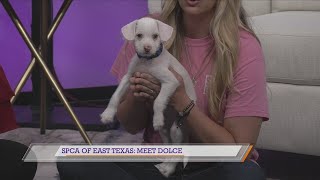 SPCA of East Texas: Meet Dolce