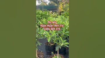Tắc Mỹ trái dài | 0386569374-Ngọc Ngân Bến Tre|Chuyên cây độc lạ