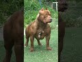 like this video and subscribe
