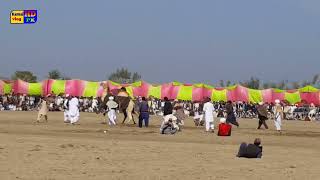 camel dangal 2023 | layyah camel dangal | unt ka mela in pakistan