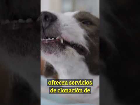 Video: ¿Clonarías a tu perro si pudieras pagarlo?