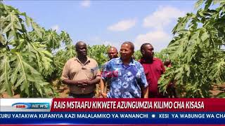 Kilimo cha mapapai katika shamba la Kikwete (MAKALA YA SHAMBANI)