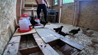 ASMR Baby chickens in their new coop