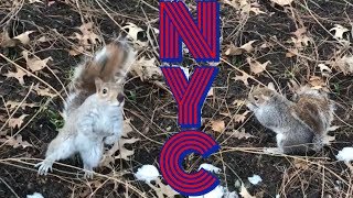 HAND FEEDING SQUIRRELS IN CENTRAL PARK!
