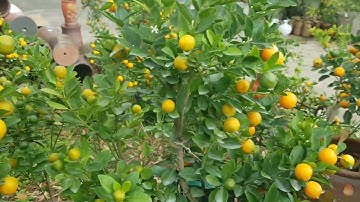 Quất chum giá bình dân phục vụ tết 2023 tại Thái bình