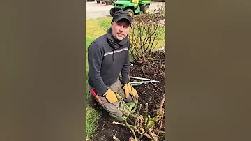 Pruning an old Rose Bush