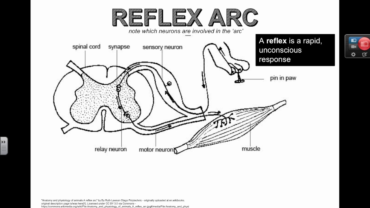 Labelled Diagram Of Reflex Arc