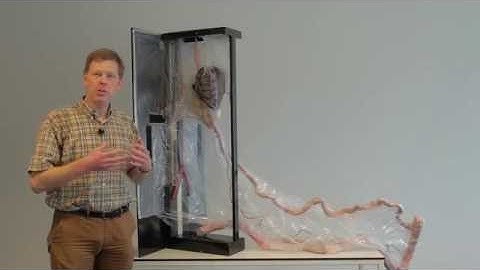 4.9 Peritoneal development: step 0, model, introduction