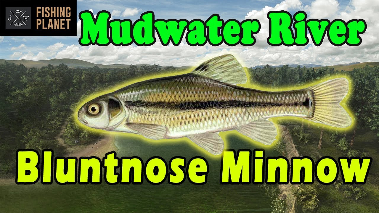 Bluntnose Minnow - Mudwater River - How to Catch - Fishing Planet