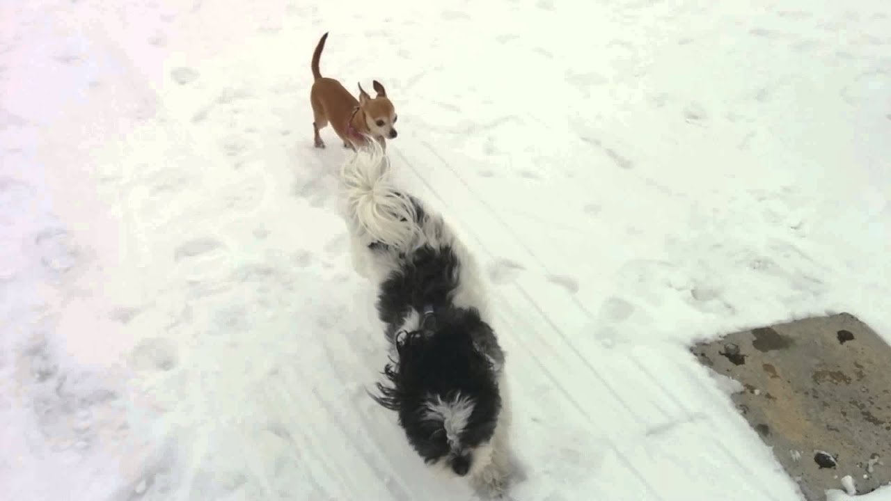 snowpiercer Cute Doggie Fun in the Snow!
