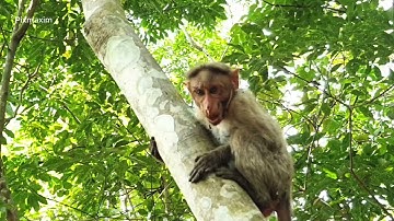 Feeding monkeys daily one man