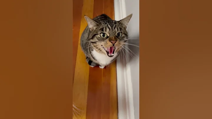 He shocked himself by hissing at me for the first time - DayDayNews