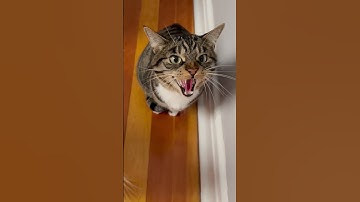 He shocked himself by hissing at me for the first time