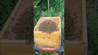 Part 2 Of A Swarm I Caught In My Backyard Today. 🐝