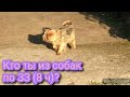 Кто ты из собак по ЗЗ? (8 ч)