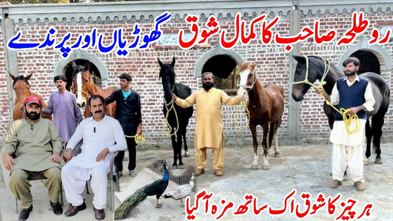Ro Talha Ka Shauk 🐎 | Pregnant Female Horses | Beautiful Horse Farm | Horse In Punjab 