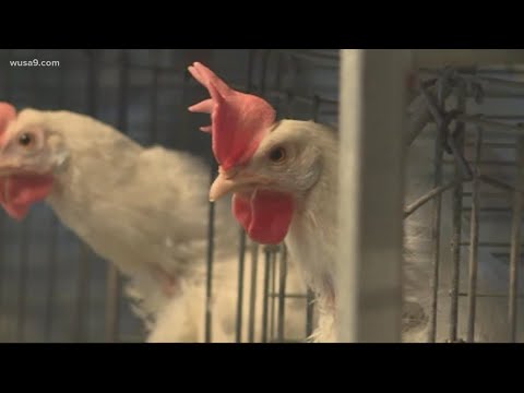 Breaking News: CDC finds mutations in first severe US bird flu case ...