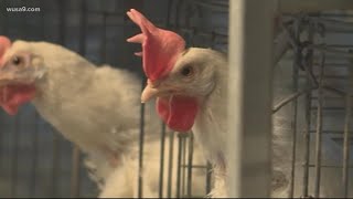 Breaking News: CDC finds mutations in first severe US bird flu case